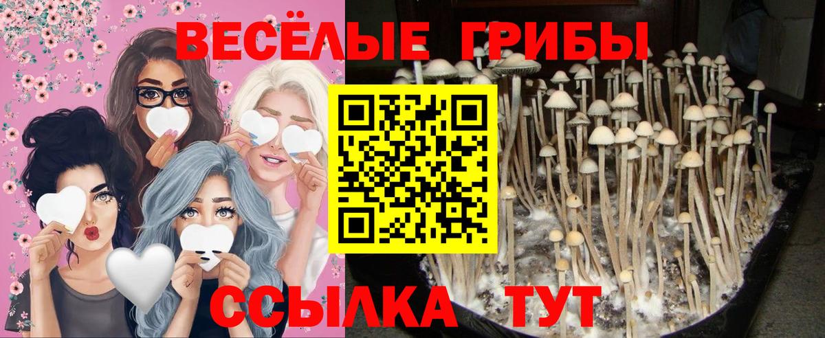 Галлюциногенные грибы прущие грибы  Вход с VPN  Новочеркасск 